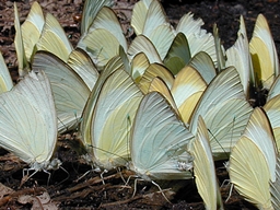 Février 2002 (Martinique)